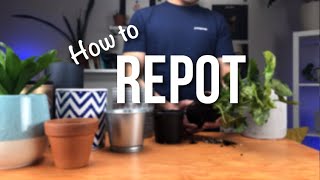 How to repot a plant  Beginners Guide to Repotting [upl. by Alin506]