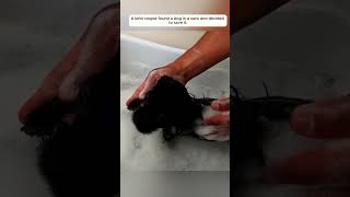 OMG  Rescue dog puppy rescue rescueanimals animals animalsoftiktok [upl. by Willman]