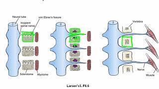 Development of the Somites and Neural Tube [upl. by Anitneuq]