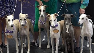 Whippets Take Over Madison Square Garden to Celebrate 125 Years in the renowned competition [upl. by Lukin]