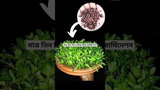 মাত্র তিন দিনে ধনিয়া বীজ জার্মিনেশন পদ্ধতি  Coriander seed germination process ধনিয়া coriander [upl. by Bonny]