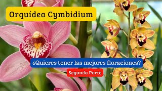 Más de 2000 Cymbidium fertilizadas de manera orgánica y con sustrato en pasto 😱 [upl. by Plusch]