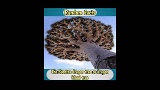 The Socotra dragon tree or dragon blood tree [upl. by Larsen]