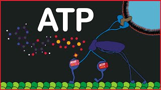 ATP Molecule [upl. by Dolorita]