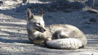 Grey Fox  Zorro chilla Zorro gris  Grijze Vos  Lycalopex griseus  Chilé [upl. by Ettolrahs971]