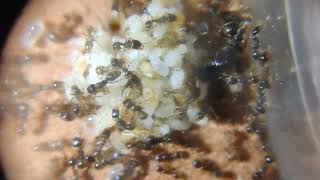 Tetramorium immigrans update video 422 [upl. by Alliuqaj950]