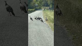 Culleoka traffic jamjeeplife turkey backroads [upl. by Leahey]