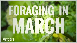 Foraging in March Part 2 of 2  UK Wildcrafts Monthly Foraging Calendar [upl. by Yawnoc257]