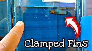 HOW TO TAKE CARE CLAMPED FINS BETTA  HOW TO CURE CLAMPED FINS [upl. by Lurleen]