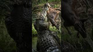 5 interesting facts about crocodiles shorts animals amazingfacts [upl. by Medrek280]