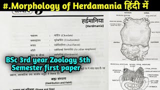 Morphology of Herdmania  Body Structure of Herdmania  BSc 3rd year Zoology 5th Sem 1st paper [upl. by Arotal]