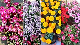 20 EASY amp FASTEST growing flower plants for winter [upl. by Nonnahc]