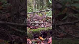 ignore my shrill voice i was excited  deer nature hike wilddeer antizoo idk animals cool [upl. by Gurevich]