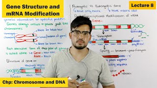 Gene Structure amp Function  Post Transcriptional modification of mRNA  Lecture 8 [upl. by Subir]