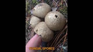 DIFFERENCE BETWEEN FUNGAL SPORES AND CONIDIA  agrisau fungi fungalbiology mycology [upl. by Ocirled]