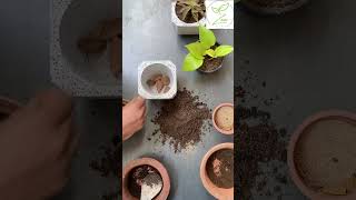 Repotting a pothos plant stepbystep to a healthier happier plant 🌱 zeeplants [upl. by Luo]