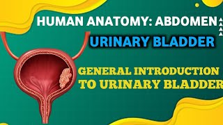 URINARY BLADDER GENERAL INTRODUCTION TO URINARY BLADDER DRDOUBT [upl. by Bethel]