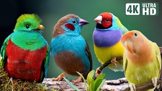 Most Beautiful Birds in the World  Breathtaking Beauty of Earths Most Exquisite Birds  Relaxation [upl. by Eiramanitsirhc]