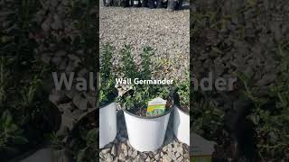 Wall Germander perennial native herb [upl. by Nosydam]