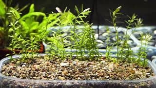 Planting Rotala Colorata [upl. by Natan]