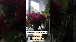 Gwiazda Betlejemska [upl. by Ahcsim]