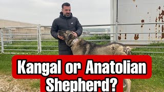 WHAT İS THE ANATOLIAN SHEPHERD DOG [upl. by Best]