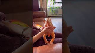 Increíble Iguana naranja 🦎 shorts iguana animales [upl. by Aihsakal]