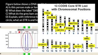 How to understand STR electropherogram [upl. by Ardnekat680]