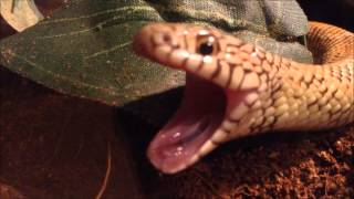 Snake Yawn Compilation [upl. by Boote94]