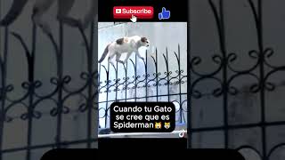 Your Cats SECRET Spiderman Skills REVEALED [upl. by Mcferren289]