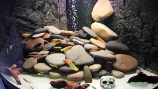 Juwel Trigon 350 with Malawi Cichlids [upl. by Kenweigh828]