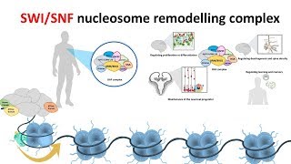 SWISNF Nucleosome remodeling complex [upl. by Atsiuqal]