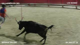 TORO PISCINE DE VALLABREGUES AVEC LA MANADE SALVINI DU 08 07 24 [upl. by Nelyak]