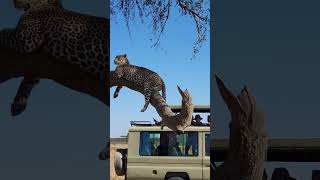 Incredible Wildlife Captured in Africa [upl. by Einnig695]