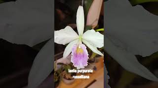 Laelia purpurata russeliana shorts cattleya laeliapurpurata [upl. by Ramses954]