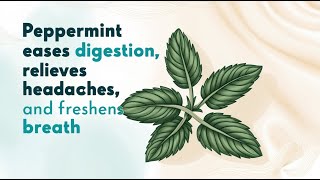 Peppermint Power Unlock Natural Relief for Digestion Headaches amp Fresh Breath [upl. by Aled]