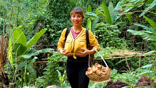 Picking Mushrooms Melons Beans Fruits  3 Year Alone Living off grid  Anas Bushcraft [upl. by Drugi]