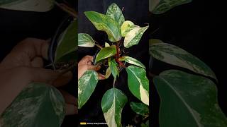 How to Propagate Philodendron Strawberry Shake  How to propagate Philodendron plants  propagation [upl. by Ysnil]