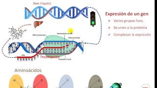 Epigenetica Expresión y silenciamiento de genes [upl. by Alrrats267]