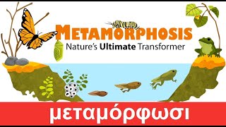 Metamorphosis  Types of Metamorphosis [upl. by Paryavi]