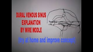 Venous sinuses of dura mater in 20 min on tips  TCML [upl. by Navi]