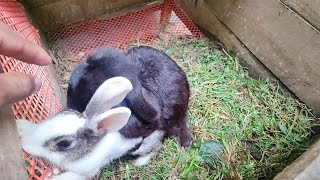 Cute Rabbits  Breeding Mini Lop with English Angora Rabbits [upl. by Eadas]