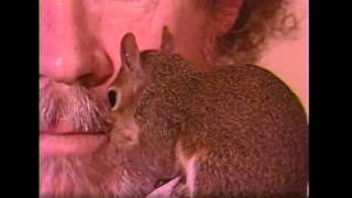 Bob Ross with Peapod the Pocket Squirrel [upl. by Akeenat928]