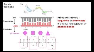 Proteins OCR A ALevel Biology Revision Module 2 Biological Molecules [upl. by Peckham557]