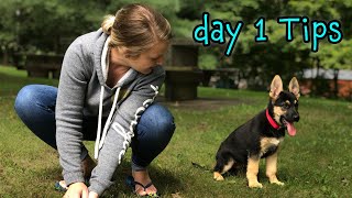 German Shepherd Puppy Day 1 Training Tips  START TRAINING NOW [upl. by Packston165]