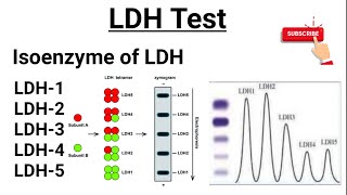 LDH Test  Isoenzymes of LDH  Functions of LDH [upl. by Lucinda]