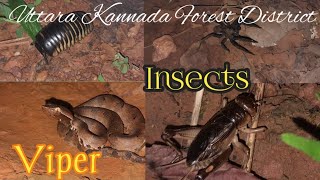 Insects Lifestyle UTTARA KANNADA FOREST DISTRICT [upl. by Humpage]