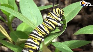 How A Caterpillar Becomes A Butterfly  The Dodo [upl. by Matejka]