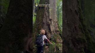 Oldgrowth forest nature asmr forest [upl. by Saire]