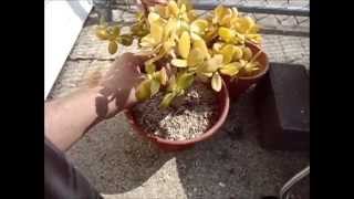 Jade Plant Crassula Ovata Hummels Sunset Repot [upl. by Amii]